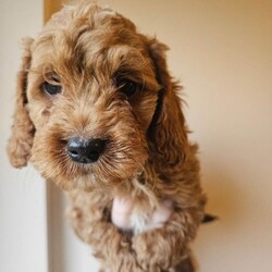 Adopt a dog:beautiful cockapoos/Cockapoo/Female/Sex: Mixed Litter,Here we have a beautiful litter of 9 cockapoos. Mom is a lovely pet we have had since 8 weeks old. And dad is a minature red poodle we used as a stud. Both parents have been health tested and are clear of everything.