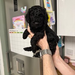 6 miniature cockapoo puppies /Cockapoo/Female/Sex: Mixed Litter,F2 Cockapoo Puppies - Premium Puppy Pack included.                                                             