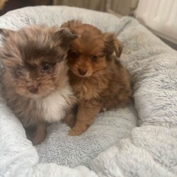 Adopt a dog:Teddy bear pomeranian x yorkiepoo pups/Pomeranian/Female/Sex: Mixed Litter,Teddy bear pomeranian X yorkiepoo puppies available boys and girls beautiful little characters bouncy little cubs super fluffy and wonderful markings Mum and dad are both at home with there fur babies Puppies are really enjoying life exploring and having cuddles each have there own amazing little personality Pups are all healthy wormed flead and microchip have been done Please contact me for viewings and more info