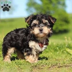 Scooby/Morkie / Yorktese									Puppy/Male	/9 Weeks,Meet Scooby, an adorable Morkie puppy with a playful personality and a heart full of love! I’m the perfect mix of cuddly and curious—I love exploring, playing with my toys, and snuggling up for plenty of affection. With my soft, fluffy coat and sweet expression, I’m sure to steal your heart the moment you meet me.