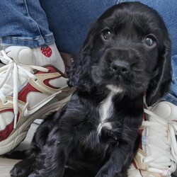 Adopt a dog:Show cocker spaniel puppy/Cocker Spaniel/Female/Sex: Female,Due to a change in our circumstances we are forced to rehome our beautiful little pup. Doris is 10weeks old and a great natured friendly girl.