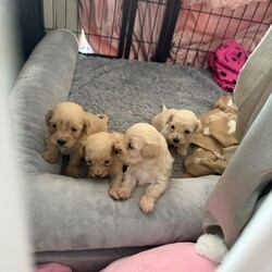 CavaCoton poos puppies/Cockapoo/Female/Sex: Mixed Litter,3 cavacoton poos 1 boy 2 girls left they will come with there first injections and micro chip also a blanket a bag of food collar and lead 