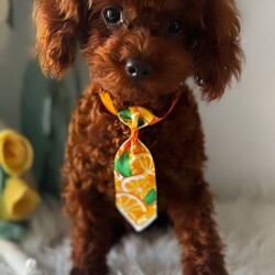 Adopt a dog:Asian Toy Poodle/Toy Poodle/Female/Sex: Male,Selling our lovely health tested boy. Both parents are Asian Toy Poodles. Very small boy, smaller than regular Toy Poodles.