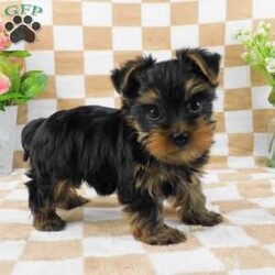 Samson/Yorkie									Puppy/Male	/7 Weeks,Meet your new BFF, Samson! This adorable Yorkie puppy is vet checked & up to date on shots & wormer. He is registered with the ACA, plus comes with a health guarantee provided by the breeder! Samson is well socialized & currently being family raised with children!