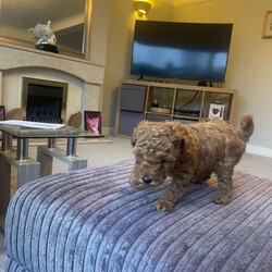 Adopt a dog:Toy poodle and miniature poodle mix puppies /Toy Poodle/Female/Sex: Mixed Litter,1 cream, 1 copper, 2 tan and three black. 4 female 3 boys. (Currently 5weeks)ready in three week