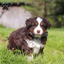 Tucker/Australian Shepherd									Puppy/Male	/7 Weeks,Meet Tucker, an adorable AKC Australian Shepherd puppy with a fun-loving personality and a heart full of affection! This handsome little boy is always ready for his next adventure, whether he’s playing with his favorite toys, exploring the outdoors, or curling up beside you for cuddle time after a busy day. With his soft fluffy coat, bright expressive eyes, and intelligent nature, Tucker is sure to steal the hearts of everyone he meets. Australian Shepherds are known for their loyalty, intelligence, and loving personalities, making Tucker an excellent companion for families, active individuals, or anyone searching for a faithful best friend.