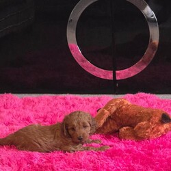 F1B Cavapoo Puppies/Cavapoo/Female/Sex: Mixed Litter,1 x boy and 1 x girl Cavapoo puppies who will be available from 19th May 2026.  These puppies have been brought up in a family home with a 7 year old boy so they are used to children and household noises.  Mum is an F1 Cavapoo and dad is a KC registered Toy Poodle who has been health checked, pictures of dad and his papers can be seen by request.  Both puppies are pure red and very active, they will be vaccinated, microchipped and wormed before they are rehomed 