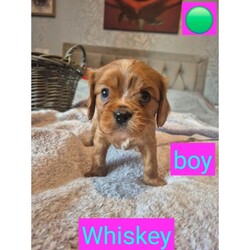 6 beautiful king charles cavalier spaniel puppies looking for forever homes  /Cavalier King Charles Spaniel/Female/Sex: Mixed Litter,We have 6 gorgeous king Charles cavalier spaniel puppies looking for their forever homes.