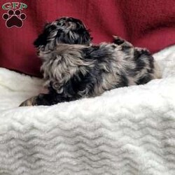 Lincoln/Shih-Poo									Puppy/Male	/6 Weeks,Lincoln is a very sweet and well socialized puppy.He loves to play with children and will make the perfect companion for anyone. His mama is an 11# Shih Tzu and dad is a 8# mini poodle pup. We offer transport to your door for an additional charge. Please contact us to make sweet Lincoln your very own puppy!