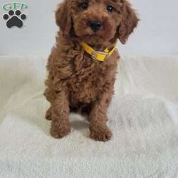 Winston/Miniature Poodle									Puppy/Male	/9 Weeks,Winston is a friendly, outgoing pup with a sweet temperament and playful personality. He was born on 04/02/2026.  His dam is Wendy, an 18 lb. miniature poodle who loves attention, and his sire is Jasper an 11 lb. miniature poodle.