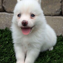Bella/Pomsky									Puppy/Female	/6 Weeks