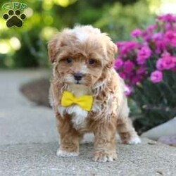 Brady/Cavapoo									Puppy/Male	/7 Weeks,Meet Brady, a F1B cavapoo! He’s full of energy, curiosity, and unconditional love, always ready to explore, chase toys, and discover something new. When the day winds down, he’s happiest curled up close, soaking in every cuddle with his sweet, gentle nature. His petite size makes him even more special, offering the perfect blend of affection, fun, and charm. He’ll make a wonderful companion for families, singles, or anyone looking for a loyal little friend.