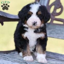 Rose/Bernedoodle									Puppy/Female	/14 Weeks,Meet Rose! She is an amazing little girl. She has absolutely stunning Bernese markings but she also has the benefit of being hypoallergenic! She will have a beautiful thick wavy coat when she is full grown. We expect her to be around 30-40 pounds full grown. Rose is a very sweet girl and loves to play but she is also content to do her own thing if you are busy! She is a little love bug and she loves to give kisses. If your looking for a great family dog or hiking companion, Rose is your girl! We would love to have you come visit her! Reach out to us by call or text at to set up a in person visit or a Zoom call if that fits your schedule better. Such an amazing little girl won’t be available long! Both of Rose’s parents are they are very healthy dogs! So we have very high expectations for Rose and we want her to have a great life with a great family! Rose will also come home with all of her vaccinations and deworming up-to-date, a doctors health certificate, and a two year genetic health guarantee. She will also be microchipped.