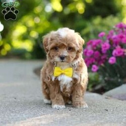 Brady/Cavapoo									Puppy/Male	/7 Weeks,Meet Brady, a F1B cavapoo! He’s full of energy, curiosity, and unconditional love, always ready to explore, chase toys, and discover something new. When the day winds down, he’s happiest curled up close, soaking in every cuddle with his sweet, gentle nature. His petite size makes him even more special, offering the perfect blend of affection, fun, and charm. He’ll make a wonderful companion for families, singles, or anyone looking for a loyal little friend.