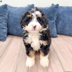 Rocky/Mini Bernedoodle									Puppy/Male	/12 Weeks
