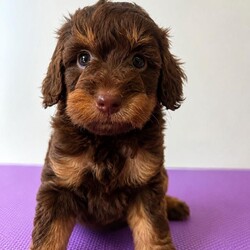 F1b cockapoos/Cockapoo/Female/Sex: Mixed Litter,These little bundles of joy are known for their friendly nature, intelligence, and low-shedding coats—perfect for families, first-time dog owners, and allergy-sensitive homes.