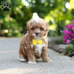 Brady/Cavapoo									Puppy/Male	/7 Weeks,Meet Brady, a F1B cavapoo! He’s full of energy, curiosity, and unconditional love, always ready to explore, chase toys, and discover something new. When the day winds down, he’s happiest curled up close, soaking in every cuddle with his sweet, gentle nature. His petite size makes him even more special, offering the perfect blend of affection, fun, and charm. He’ll make a wonderful companion for families, singles, or anyone looking for a loyal little friend.
