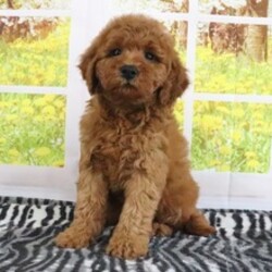 Adopt a dog:Kali/Goldendoodle/Female/March 30, 2026,Hi, I'm Kali! I'm a 10-week-old female Goldendoodle. My dad is a Poodle and my mom is a Goldendoodle. I have a beautiful red coat, and I was born on March 30. I am ready now to plan my trip to my forever family. I will love you just as much as I love chasing my tail.