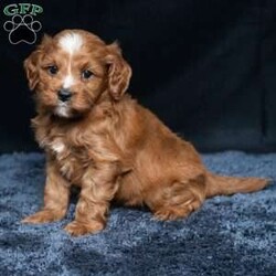 Kassidy/Cavapoo									Puppy/Female	/11 Weeks,Meet Kassidy! This little sweetie is looking for a new home. She has white underneath her throat. She would love to be your best friend! 