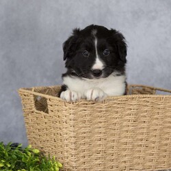 Chase/Border Collie									Puppy/Male	/March 25th, 2026