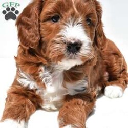 Ace/Mini Goldendoodle									Puppy/Male	/April 4th, 2026,This beautiful Goldendoodle puppy is looking for a loving forever home! Known for their affectionate nature and friendly personalities, Goldendoodles make wonderful family companions and fit well into many different lifestyles. This sweet pup has a gentle, laid-back temperament and loves being around people, making them great with children and other pets.