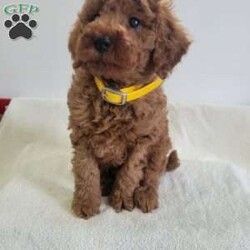 Winston/Miniature Poodle									Puppy/Male	/9 Weeks,Winston is a friendly, outgoing pup with a sweet temperament and playful personality. He was born on 04/02/2026.  His dam is Wendy, an 18 lb. miniature poodle who loves attention, and his sire is Jasper an 11 lb. miniature poodle.