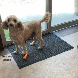 Calvin/Miniature Poodle									Puppy/Male	/March 20th, 2026,Calvin is a sweet mini poodle full joy ,like to play with everybody that he meets. He is well socialized up to date on worming and vaccination . His parents are good tempered DNA geneticly tested . Dad is 14 lbs and Mom is 27 lbs  ID 5791