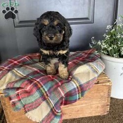Crickett/Cockapoo									Puppy/Female	/7 Weeks,Meet Crickett. This beautiful girl has been raised by our family and is very well socialized. She loves to play and is very outgoing! She also loves to cuddle and give lots of kisses. She is accustomed to being with our other family pets, a cat and dog. 