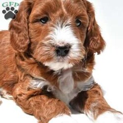Ace/Mini Goldendoodle									Puppy/Male	/April 4th, 2026,This beautiful Goldendoodle puppy is looking for a loving forever home! Known for their affectionate nature and friendly personalities, Goldendoodles make wonderful family companions and fit well into many different lifestyles. This sweet pup has a gentle, laid-back temperament and loves being around people, making them great with children and other pets.