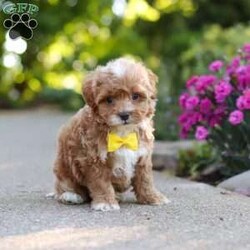 Brady/Cavapoo									Puppy/Male	/7 Weeks,Meet Brady, a F1B cavapoo! He’s full of energy, curiosity, and unconditional love, always ready to explore, chase toys, and discover something new. When the day winds down, he’s happiest curled up close, soaking in every cuddle with his sweet, gentle nature. His petite size makes him even more special, offering the perfect blend of affection, fun, and charm. He’ll make a wonderful companion for families, singles, or anyone looking for a loyal little friend.