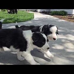 Chase/Border Collie									Puppy/Male	/March 25th, 2026,These beautiful Border Collie puppies are looking for their forever homes! Family-raised and extremely well socialized, these sweet pups are ready to join you on every adventure. Known for their intelligence and eager-to-please personalities, Border Collies are quick learners who thrive on companionship and activity.