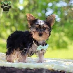 Ollie/Yorkie									Puppy/Male	/16 Weeks,Get ready to fall in love with Ollie—your new little bundle of joy! This irresistible AKC Yorkie puppy is bursting with personality, charm, and nonstop sweetness. With his soft, fluffy coat, sparkling curious eyes, and the cutest little face you’ve ever seen, he knows exactly how to steal hearts everywhere he goes!