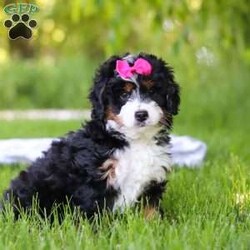 Gina/Mini Bernedoodle									Puppy/Female	/8 Weeks,Hi, I’m Gina! I’m an adorable Mini Bernedoodle with a happy-go-lucky personality and a heart full of love. I enjoy making new friends, exploring everything around me, and turning everyday moments into exciting adventures. Whether I’m chasing my favorite toys, playing outside, or curling up beside my favorite people for some cuddle time, I’m always happiest when I’m spending time with those I love. With my sweet nature, playful spirit, and irresistible charm, I’m ready to bring a lifetime of joy, laughter, and companionship to my forever family.