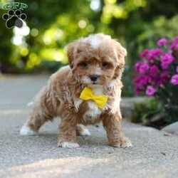 Brady/Cavapoo									Puppy/Male	/7 Weeks,Meet Brady, a F1B cavapoo! He’s full of energy, curiosity, and unconditional love, always ready to explore, chase toys, and discover something new. When the day winds down, he’s happiest curled up close, soaking in every cuddle with his sweet, gentle nature. His petite size makes him even more special, offering the perfect blend of affection, fun, and charm. He’ll make a wonderful companion for families, singles, or anyone looking for a loyal little friend.