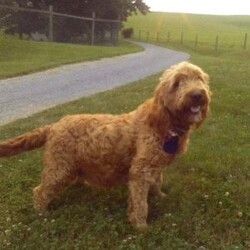 Ace/Mini Goldendoodle									Puppy/Male	/April 4th, 2026,This beautiful Goldendoodle puppy is looking for a loving forever home! Known for their affectionate nature and friendly personalities, Goldendoodles make wonderful family companions and fit well into many different lifestyles. This sweet pup has a gentle, laid-back temperament and loves being around people, making them great with children and other pets.