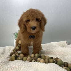 Calvin/Miniature Poodle									Puppy/Male	/March 20th, 2026,Calvin is a sweet mini poodle full joy ,like to play with everybody that he meets. He is well socialized up to date on worming and vaccination . His parents are good tempered DNA geneticly tested . Dad is 14 lbs and Mom is 27 lbs  ID 5791
