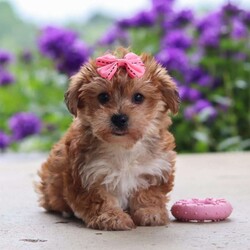 Ruby/Yorkie Poo									Puppy/Female	/13 Weeks,Ruby is a sweet and lovable Yorkie Poo with a playful personality and a heart full of affection. She loves being around people, making new friends, and spending time playing with her favorite toys. Ruby also enjoys cuddle time and will happily follow you around the house just to be close by. She has a gentle, affectionate nature and a curious little personality that makes her both entertaining and easy to fall in love with. With her soft fluffy coat, bright eyes, and happy tail wags, Ruby is sure to steal your heart from the very first meeting.