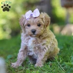 Haven/Maltipoo									Puppy/Female	/6 Weeks,Meet Haven, an adorable F1 Maltipoo who’s brimming with curiosity and charm! This little gal is always eager to explore the world around her, whether it’s sniffing out new adventures or playfully chasing after her favorite toy. Her bright eyes and wagging tail are always full of excitement, ready to turn every moment into a fun-filled experience. As a Maltipoo, she inherits the intelligence of a Poodle and the affectionate nature of a Maltese, making her an ideal companion for families or individuals alike. If you’re looking for a loyal companion who’s as inquisitive as loving, she is the perfect choice!