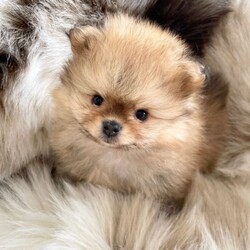 STUNNING TINY KC BOY PUPPYS AVAILABLE /Pomeranian/Female/Sex: Male,I’m Happy to announce the birth of our beautiful kennel club tiny bear faced Pomeranian puppies (boys) 