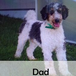 Cody/Mini Bernedoodle									Puppy/Male	/10 Weeks,Hello there! I’m Cody a beautiful Tri colored Mini Bernedoodle puppy! Don’t miss the opportunity to bring home this delightful Mini Bernedoodle puppy! I’m well socialized and ready to fit into your family! I would love to fill your home with all of my puppy love! I have been vet checked, microchipped and I am up to date on vaccinations and dewormings and will come with a one year genetic health guarantee! Call or text anytime to make me the newest addition to your family and get ready to spend a lifetime of tail wagging fun!