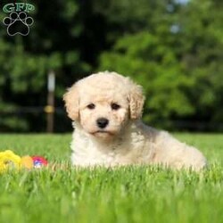 Charlie/Bich-Poo									Puppy/Male	/6 Weeks,Meet Charlie, an adorable Bichapoo puppy with a cheerful personality and a sweet little face that is impossible to resist! Full of happiness and charm, Charlie loves spending his days playing with toys, exploring new things, and making friends with everyone he meets. Whether he’s enjoying a fun outdoor adventure or snuggled up beside you for some cuddle time, he’s always happiest when he’s with his people. With his affectionate nature, playful spirit, and lovable personality, Charlie is sure to bring endless love, laughter, and joy to his forever family.