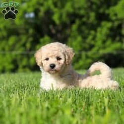 Charlie/Bich-Poo									Puppy/Male	/6 Weeks,Meet Charlie, an adorable Bichapoo puppy with a cheerful personality and a sweet little face that is impossible to resist! Full of happiness and charm, Charlie loves spending his days playing with toys, exploring new things, and making friends with everyone he meets. Whether he’s enjoying a fun outdoor adventure or snuggled up beside you for some cuddle time, he’s always happiest when he’s with his people. With his affectionate nature, playful spirit, and lovable personality, Charlie is sure to bring endless love, laughter, and joy to his forever family.