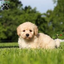 Charlie/Bich-Poo									Puppy/Male	/6 Weeks,Meet Charlie, an adorable Bichapoo puppy with a cheerful personality and a sweet little face that is impossible to resist! Full of happiness and charm, Charlie loves spending his days playing with toys, exploring new things, and making friends with everyone he meets. Whether he’s enjoying a fun outdoor adventure or snuggled up beside you for some cuddle time, he’s always happiest when he’s with his people. With his affectionate nature, playful spirit, and lovable personality, Charlie is sure to bring endless love, laughter, and joy to his forever family.