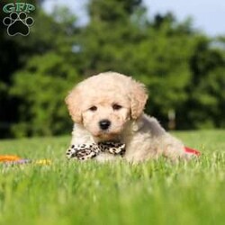 Charlie/Bich-Poo									Puppy/Male	/6 Weeks,Meet Charlie, an adorable Bichapoo puppy with a cheerful personality and a sweet little face that is impossible to resist! Full of happiness and charm, Charlie loves spending his days playing with toys, exploring new things, and making friends with everyone he meets. Whether he’s enjoying a fun outdoor adventure or snuggled up beside you for some cuddle time, he’s always happiest when he’s with his people. With his affectionate nature, playful spirit, and lovable personality, Charlie is sure to bring endless love, laughter, and joy to his forever family.
