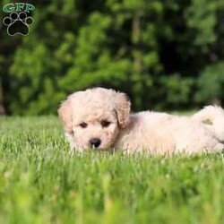 Charlie/Bich-Poo									Puppy/Male	/6 Weeks,Meet Charlie, an adorable Bichapoo puppy with a cheerful personality and a sweet little face that is impossible to resist! Full of happiness and charm, Charlie loves spending his days playing with toys, exploring new things, and making friends with everyone he meets. Whether he’s enjoying a fun outdoor adventure or snuggled up beside you for some cuddle time, he’s always happiest when he’s with his people. With his affectionate nature, playful spirit, and lovable personality, Charlie is sure to bring endless love, laughter, and joy to his forever family.