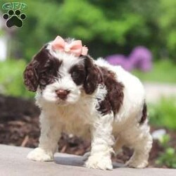 Lola/Cockapoo									Puppy/Female	/7 Weeks,Meet Lola, an absolutely adorable F1 Cockapoo puppy with a playful personality and a heart full of love! This sweet little girl loves exploring her surroundings, chasing after toys, and cuddling up for cozy naps after a fun day of play. With her soft fluffy coat, bright eyes, and happy spirit, she brings joy everywhere she goes. Friendly, affectionate, and full of charm, this precious puppy is sure to make every day brighter with her loving nature and adorable antics.