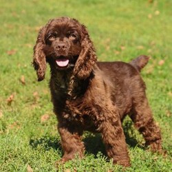 Lola/Cockapoo									Puppy/Female	/7 Weeks,Meet Lola, an absolutely adorable F1 Cockapoo puppy with a playful personality and a heart full of love! This sweet little girl loves exploring her surroundings, chasing after toys, and cuddling up for cozy naps after a fun day of play. With her soft fluffy coat, bright eyes, and happy spirit, she brings joy everywhere she goes. Friendly, affectionate, and full of charm, this precious puppy is sure to make every day brighter with her loving nature and adorable antics.