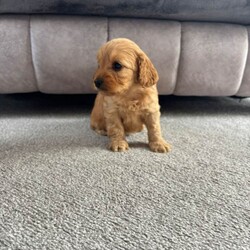 Adopt a dog:3 gorgeous cockapoo puppies /Yorkiepoo/Female/Sex: Mixed Litter,Here I have 5 gorgeous Cockapoo puppies, 1 boy and 4 girls. Born on the 4th of May. Mum and dad are both family pets, dad belongs to a family friend. Puppies are all very loving and playful, good with other pets and children.