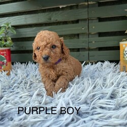 Adopt a dog:F1b cockapoo puppies/Cockapoo/Female/Sex: Mixed Litter,We have 7 beautiful bundles of joy ready to find their new homes . They will be ready to leave W/C 15/06/26