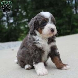 Sophia/Mini Bernedoodle									Puppy/Female	/6 Weeks,our pups are F1b Mini-bernedoodle they will be more curly haired , and stay 20-35 lbs full grown. they are  well lovedand socialized  get playtime with kids and adults daily.  they are upto date on vaccines -dewormer , we have a vet appointment scheduled. 